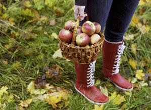 Basket of freshly picked apples