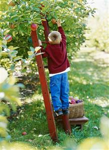 Boy picking apples from a tree