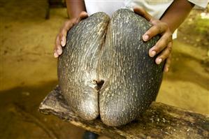 Coco de mer (Fruit of the Seychelles palm)