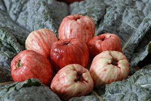 Red Java apples in cabbage leaves