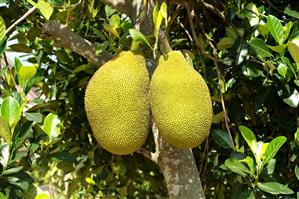 Ripe jackfruit on the tree (Thailand)