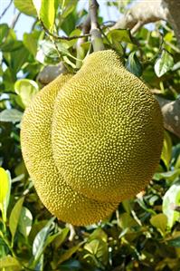 Ripe jackfruit on the tree (Thailand)