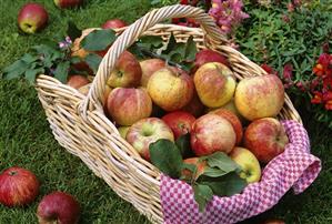 Basket of freshly picked apples on grass