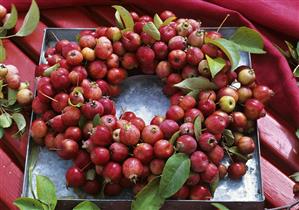 Wreath of crab-apples