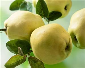 Pear quinces