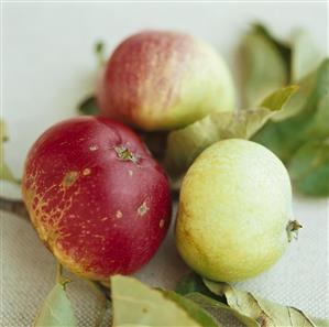 Crab apples with leaves