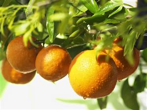 Oranges on the tree