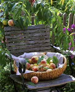 Peaches in a basket on a garden chair