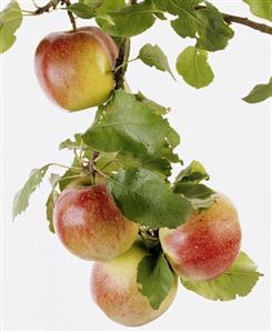 Apples on the bough