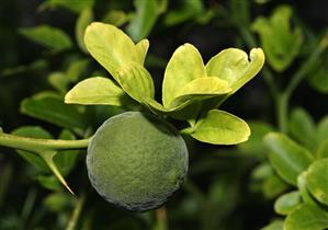 Green bitter orange on the tree