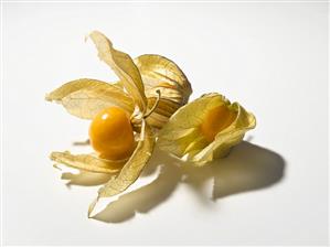 Physalis