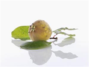 A quince with leaf