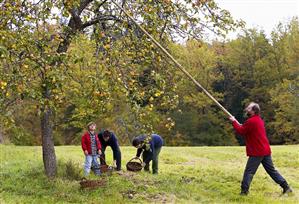People picking apples