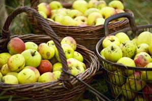 Apple harvest: baskets full of apples (cider apples)