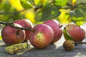 Fresh apples (cider apples)