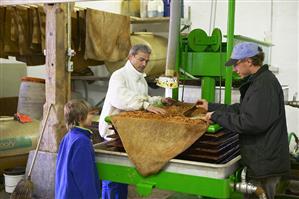 Workers in a cidery factory