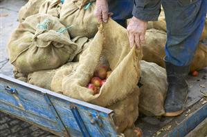 Sacks of apples on a trailer