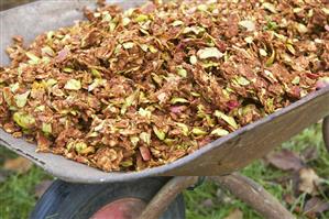 Remains of apple pomace in wheelbarrow