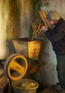 Worker tipping cider apples into wooden press