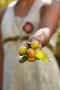 Hand holding crab apples