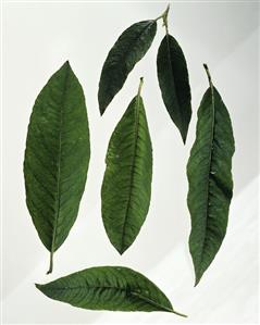 Mango leaves