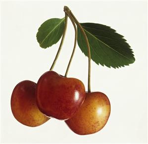 Spanish cherries