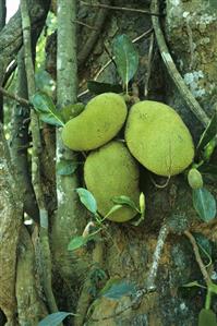 Jackfruit on the tree