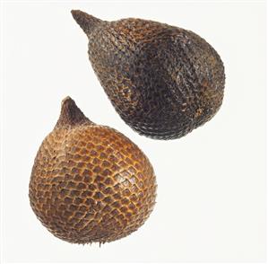 Salak (Snake fruit, Salacca edulis)