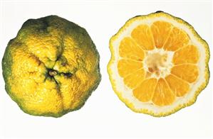 Ugli fruit, whole and halved