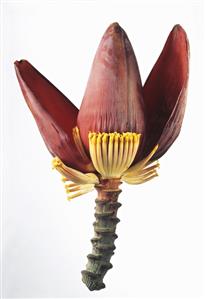 Banana flower