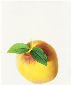 A peach with leaves