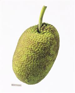 A breadfruit