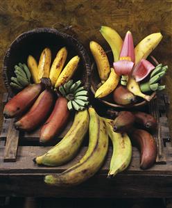 Various types of bananas