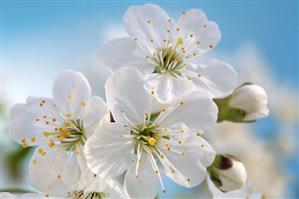 Cherry blossom against a blue background