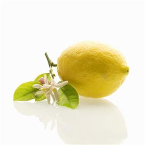 A lemon with leaves and blossom