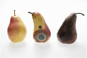 Three pears: fresh, mouldy and rotten