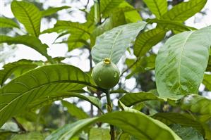 Borojo on the tree