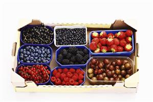 Various types of berries in plastic containers in cardboard box