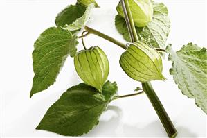 A physalis stalk with fruits