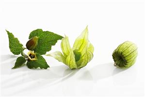 Two physalis fruits and a stalk with flower