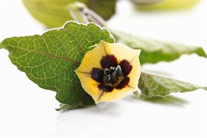 A physalis flower with leaf