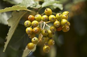 Whitebeam berries on the tree