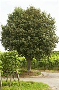 A whitebeam tree