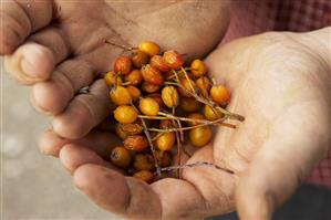 Hands holding dried whitebeam berries