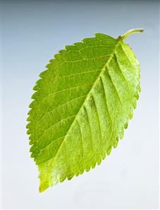 A cherry leaf