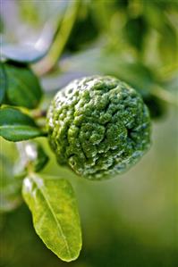 Kaffir lime with leaves