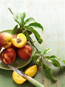 Nectarines and a branch of unripe peaches