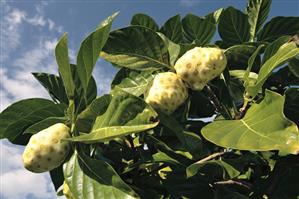 Noni fruit on the tree