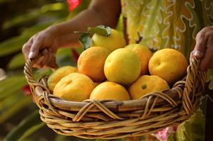 Woman holding basket of freshly picked oranges