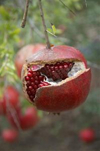 A split pomegranate on the tree